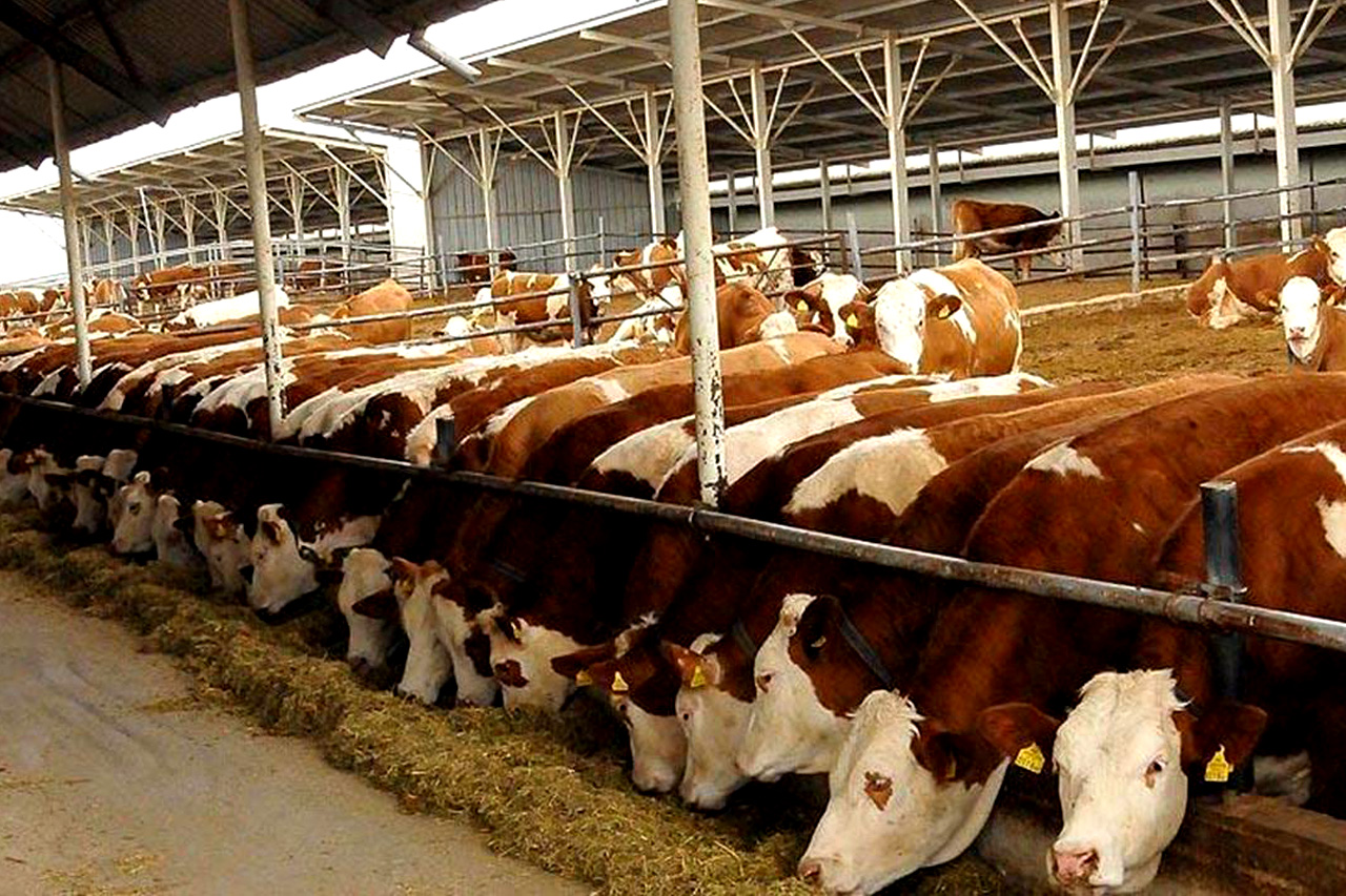 Yardımcı Hayvancılık İçin 300 Adet Holstein İthalat Ettik
